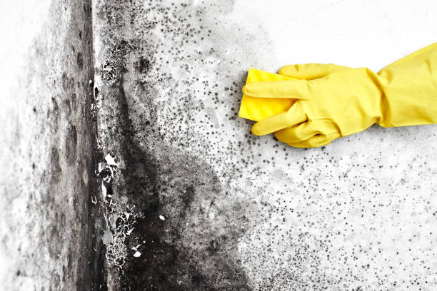 Professional Mold Removal in Chiefland, FL